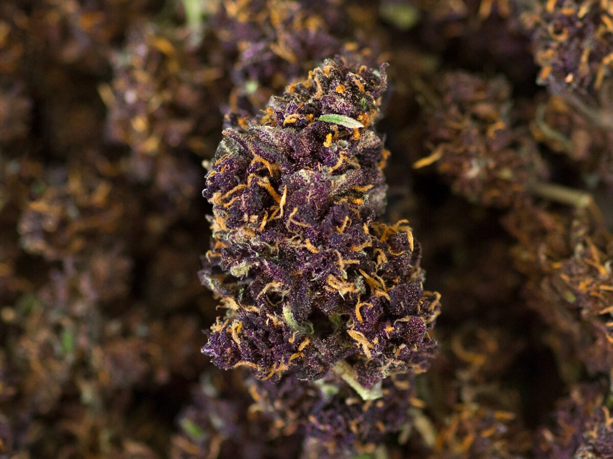 Purple Maze, Cannabis Light